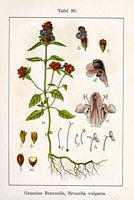 Brunelle commune. Planche d'identification Sturm. Cliquer pour agrandir l'image.