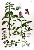 Brunelle commune. Planche d'identification Losch. Cliquer pour agrandir l'image.