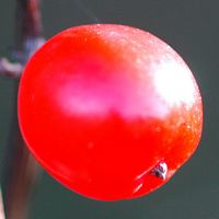 Bryone dioïque. Fruit, Villars. Cliquer pour agrandir l'image.