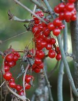 Bryone dioïque. Fruits, Villars. Cliquer pour agrandir l'image.