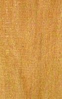 Buis d'amerique. Bois en coupe longitudinale. Cliquer pour agrandir l'image.