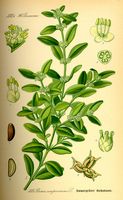 Buis commun. Buis commun (rotundifolia). Cliquer pour agrandir l'image.
