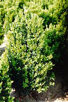 Buis commun. Buis commun (rotundifolia). Cliquer pour agrandir l'image.