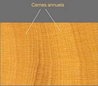 Buis commun. Cernes annuelles. Cliquer pour agrandir l'image.