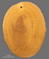 Buis commun. Coupe. Cliquer pour agrandir l'image.