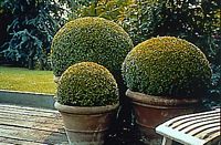 Buis commun. Boule de buis. Cliquer pour agrandir l'image.