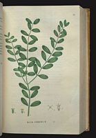 Buis commun. Planche d'identification Saint-hilaire. Cliquer pour agrandir l'image.