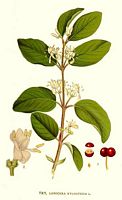Camérisier à balais. Planche d'identification Linnemand. Cliquer pour agrandir l'image.