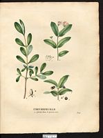 Camérisier bleu. Planche d'identification. Cliquer pour agrandir l'image.