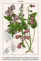 Campanule gantelée. Cliquer pour agrandir l'image.