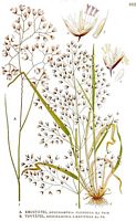 Canche gazonnante. Planche d'identification Linnemand. Cliquer pour agrandir l'image.