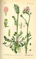 Cardamine des pres. Planche d'identification. Cliquer pour agrandir l'image.