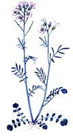 Cardamine des pres. Dessin. Cliquer pour agrandir l'image.