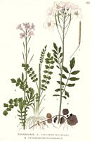 Cardamine des pres. Planche d'identification Linnemand. Cliquer pour agrandir l'image.