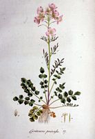 Cardamine des pres. Planche d'identification Flora batava. Cliquer pour agrandir l'image.