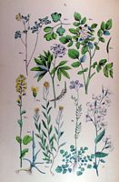 Cardamine des pres. Planche d'identification Hoffmann. Cliquer pour agrandir l'image.