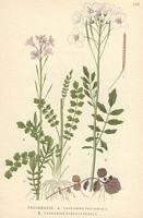 Cardamine des pres. Planche d'identification Linnemand. Cliquer pour agrandir l'image.