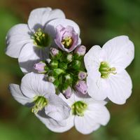 Cardamine des pres. Inflorescence, Ceyssat. Cliquer pour agrandir l'image.