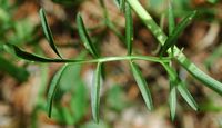 Cardamine des pres. Feuille, Ceyssat. Cliquer pour agrandir l'image.