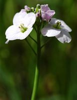 Cardamine des pres. Inflorescence, Ceyssat. Cliquer pour agrandir l'image.