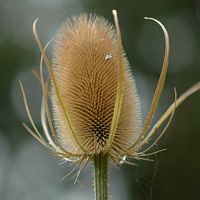 Cardère sylvestre. Fleur, Villars. Cliquer pour agrandir l'image.