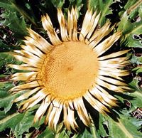 Carline à feuilles d'acanthe. Fleur de chardousse. Cliquer pour agrandir l'image.