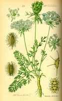 Carotte sauvage. Planche d'identification. Cliquer pour agrandir l'image.