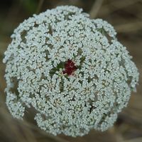 Carotte sauvage. Côtes de Clermont. Cliquer pour agrandir l'image.