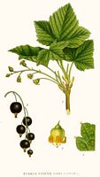 Cassissier commun. Planche d'identification Linnemand. Cliquer pour agrandir l'image.