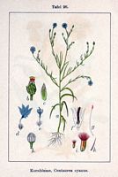 Centaurée bleuet. Cliquer pour agrandir l'image. Centaurée bleuet. Cliquer pour agrandir l'image.