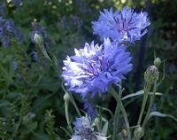 Centaurée bleuet. Cliquer pour agrandir l'image.