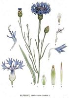 Centaurée bleuet. Planche d'identification Linnemand. Cliquer pour agrandir l'image.