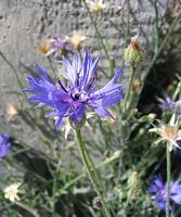 Centaurée bleuet. Cliquer pour agrandir l'image.
