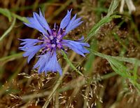 Centaurée bleuet. Cliquer pour agrandir l'image.