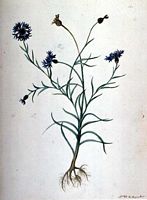 Centaurée bleuet. Peinture. Cliquer pour agrandir l'image.