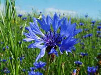 Centaurée bleuet. Cliquer pour agrandir l'image.
