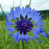 Centaurée bleuet. Cliquer pour agrandir l'image.