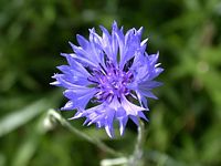 Centaurée bleuet. Cliquer pour agrandir l'image.