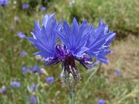 Centaurée bleuet. Cliquer pour agrandir l'image.