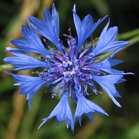 Centaurée bleuet. Cliquer pour agrandir l'image.