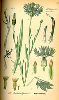 Centaurée bleuet. Planche d'identification Thomé. Cliquer pour agrandir l'image.