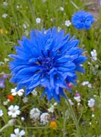 Centaurée bleuet. Cliquer pour agrandir l'image.