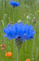 Centaurée bleuet. Cliquer pour agrandir l'image.