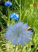 Centaurée bleuet. Cliquer pour agrandir l'image.