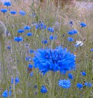 Centaurée bleuet. Cliquer pour agrandir l'image.