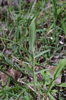 Centaurée bleuet. Feuille basale. Cliquer pour agrandir l'image.