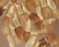 Centaurée bleuet. Graines. Cliquer pour agrandir l'image.