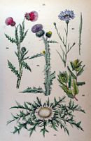 Centaurée bleuet. Planche d'identification Hoffmann. Cliquer pour agrandir l'image.