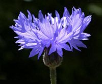Centaurée bleuet. Cliquer pour agrandir l'image.