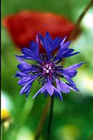 Centaurée bleuet. Cliquer pour agrandir l'image.